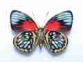 Morpho rhetenor diana augustinae (aberration dorsal) Internet Image property of respective owner, non-commercial use only